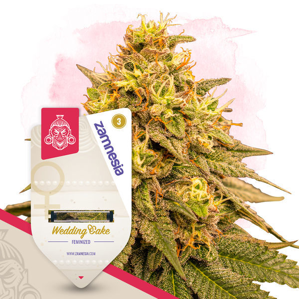 Wedding Cake (Zamnesia Seeds) feminizovaná