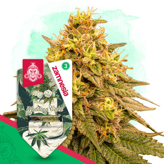 Wedding Cake (Zamnesia Seeds) feminizovan&aacute;
