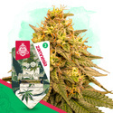 Wedding Cake (Zamnesia Seeds) feminizovaná