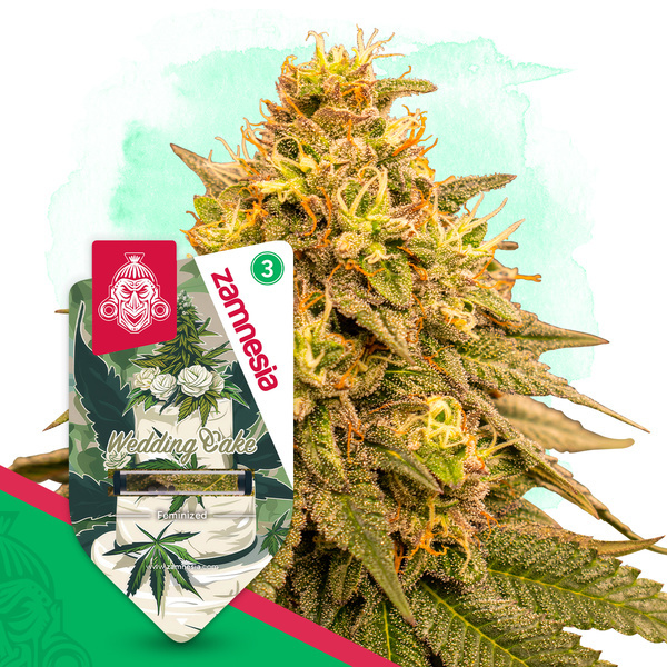 Wedding Cake (Zamnesia Seeds) feminizovaná