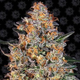 Bubba Kush (Barney's Farm) feminizovan&aacute;