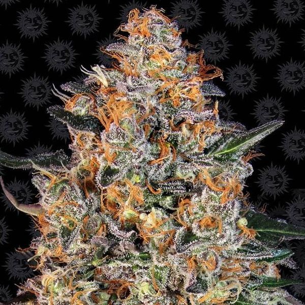 Bubba Kush (Barney's Farm) feminizovaná