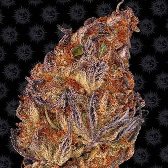 Runtz Samonakv&eacute;tac&iacute; (Barney's Farm) feminizovan&aacute;