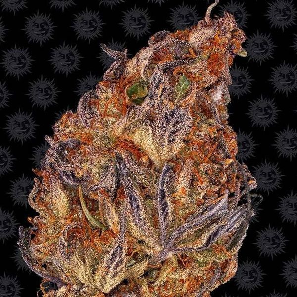 Runtz Samonakvétací (Barney's Farm) feminizovaná