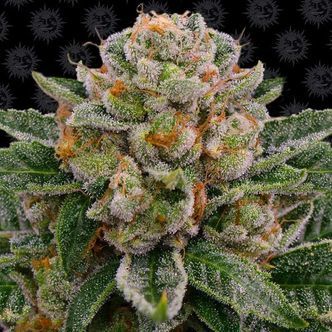 Skywalker OG Samonakv&eacute;tac&iacute; (Barney's Farm) feminizovan&aacute;