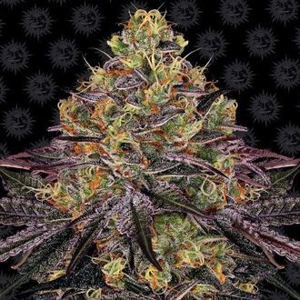 Watermelon Zkittlez (Barney's Farm) feminizovan&aacute;