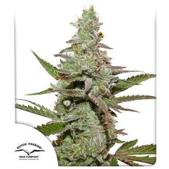 Amsterdam Amnesia (Dutch Passion) feminizovan&aacute;