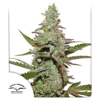Amsterdam Amnesia (Dutch Passion) feminizovan&aacute;