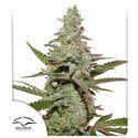 Amsterdam Amnesia (Dutch Passion) feminizovaná
