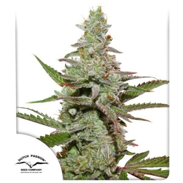 Amsterdam Amnesia (Dutch Passion) feminizovaná