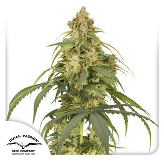 Auto CBD-Victory (Dutch Passion) feminizovan&aacute;