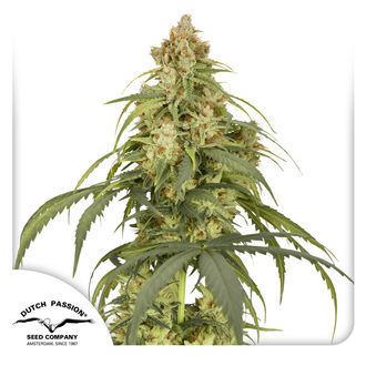 Auto CBD-Victory (Dutch Passion) feminizovan&aacute;