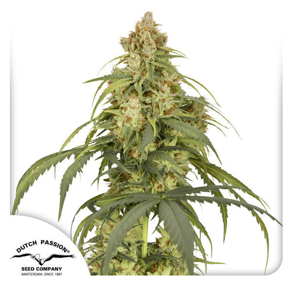 Auto CBD-Victory (Dutch Passion) feminizovaná