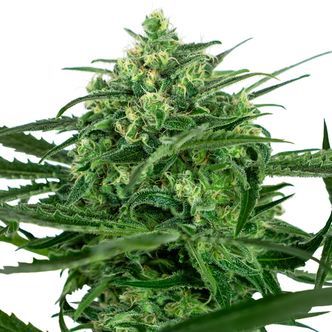 Sensi Amnesia (Sensi Seeds) feminizovan&aacute;