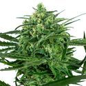 Sensi Amnesia (Sensi Seeds) feminizovaná