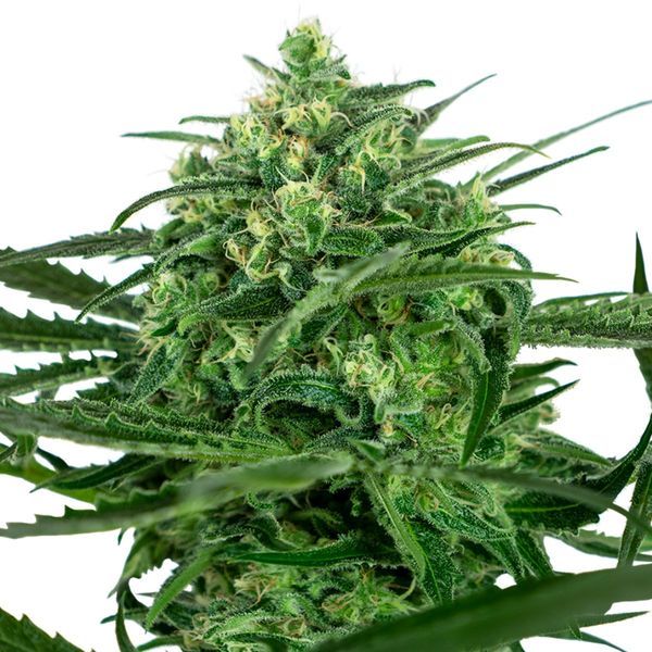 Sensi Amnesia (Sensi Seeds) feminizovaná