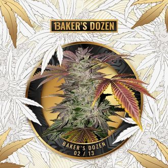 Baker's Dozen Exclusive (T.H.Seeds x Zamnesia) feminizovaná