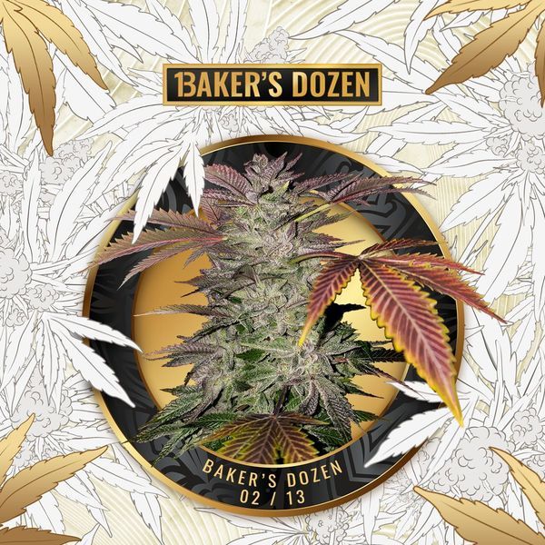 Baker's Dozen Exclusive (T.H.Seeds x Zamnesia) feminizovaná