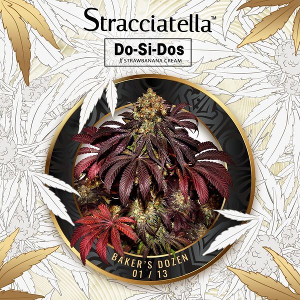 Baker's Dozen Exclusive (T.H.Seeds x Zamnesia) feminizovaná