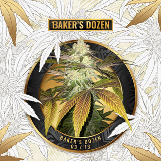 Baker's Dozen Exclusive (T.H.Seeds x Zamnesia) feminizovan&aacute;