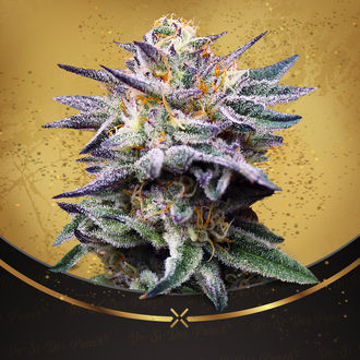 Do-Si-Dos Punch (Advanced Seeds x Zamnesia) feminizovaná