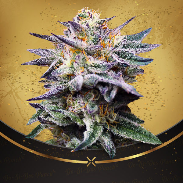 Do-Si-Dos Punch (Advanced Seeds x Zamnesia) feminizovaná
