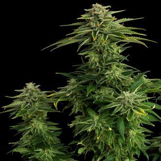 Zkit Kandy Dream Edition (Kannabia) feminizovan&aacute;