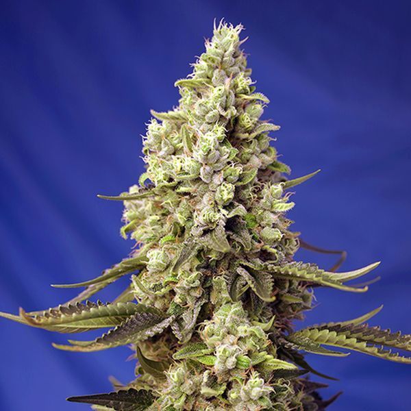Runtz XL Auto (Sweet Seeds) feminizovaná