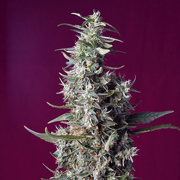 Sweet Cherry Pie (Sweet Seeds) feminizovaná