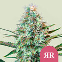 Royal Runtz (Royal Queen Seeds) feminizovaná