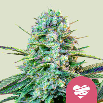 Wedding Crasher (Royal Queen Seeds) feminizovan&aacute;