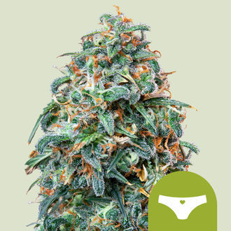 Sherbet Queen Samonakv&eacute;tac&iacute; (Royal Queen Seeds) feminizovan&aacute;