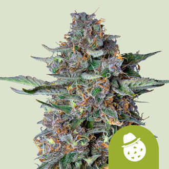 Do-Si-Dos Samonakv&eacute;tac&iacute; (Royal Queen Seeds) feminizovan&aacute;