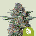 Do-Si-Dos Samonakvétací (Royal Queen Seeds) feminizovaná