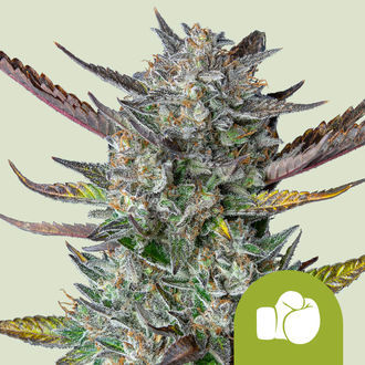 Purple Punch Samonakv&eacute;tac&iacute; (Royal Queen Seeds) feminizovan&aacute;