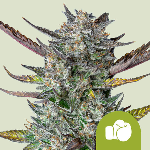 Purple Punch Samonakvétací (Royal Queen Seeds) feminizovaná