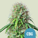 Royal CBG Samonakvétací (Royal Queen Seeds) feminizovaná