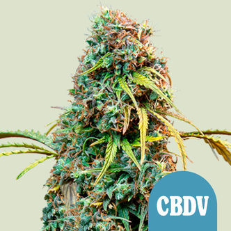 Royal CBDV Samonakv&eacute;tac&iacute; (Royal Queen Seeds) feminizovan&aacute;