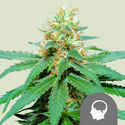 Amnesia Haze (Royal Queen Seeds) regulérní