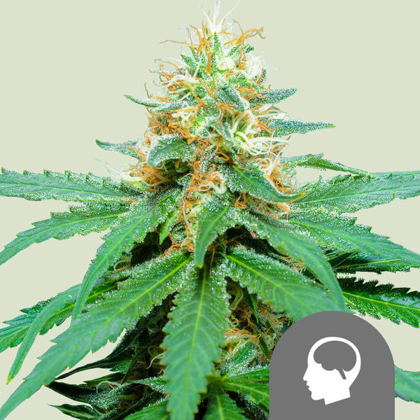 Amnesia Haze (Royal Queen Seeds) regulérní