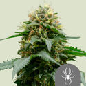White Widow (Royal Queen Seeds) regulérní