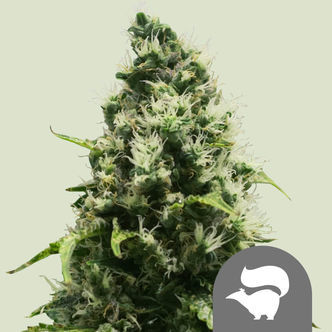 Skunk XL (Royal Queen Seeds) regul&eacute;rn&iacute;