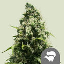 Skunk XL (Royal Queen Seeds) regulérní