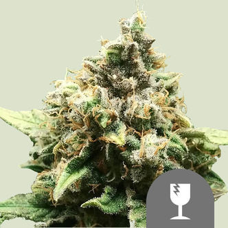 Critical (Royal Queen Seeds) regul&eacute;rn&iacute;
