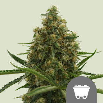 Shining Silver Haze (Royal Queen Seeds) regul&eacute;rn&iacute;