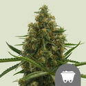 Shining Silver Haze (Royal Queen Seeds) regulérní