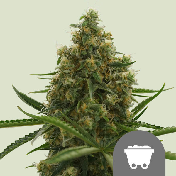 Shining Silver Haze (Royal Queen Seeds) regulérní