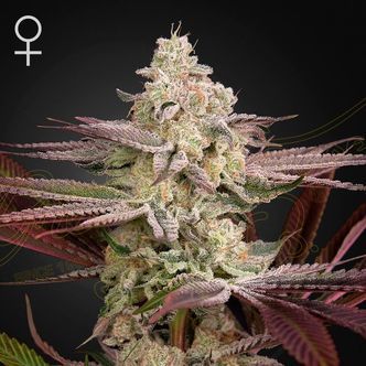 Chemical Bride (Greenhouse Seeds) feminizovan&aacute;