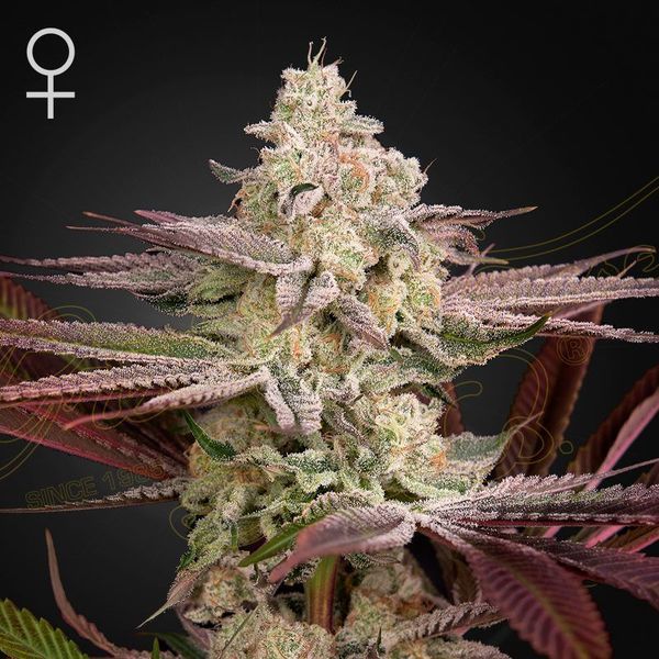 Chemical Bride (Greenhouse Seeds) feminizovaná