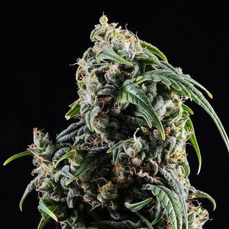 CBDV Auto (Kannabia) feminizovan&aacute;